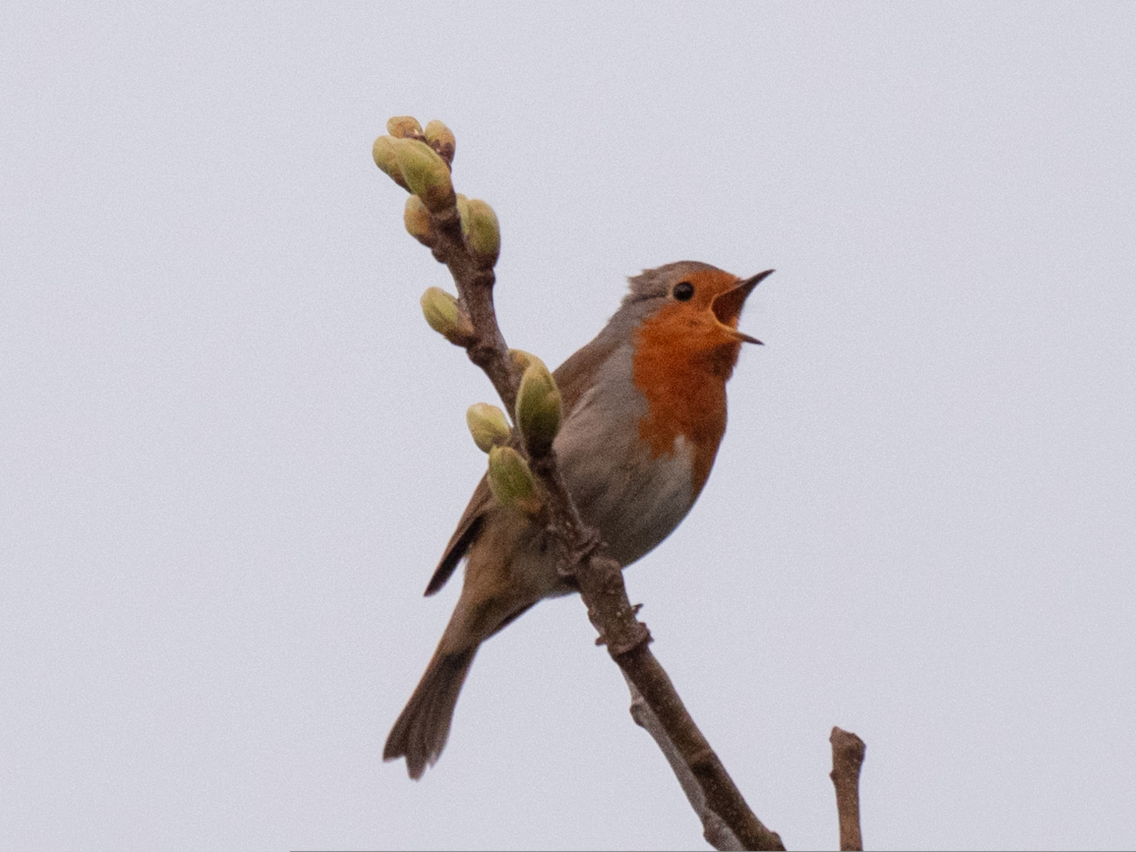 Rouge Gorge