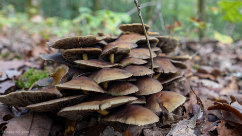 Champignon; Mushroom