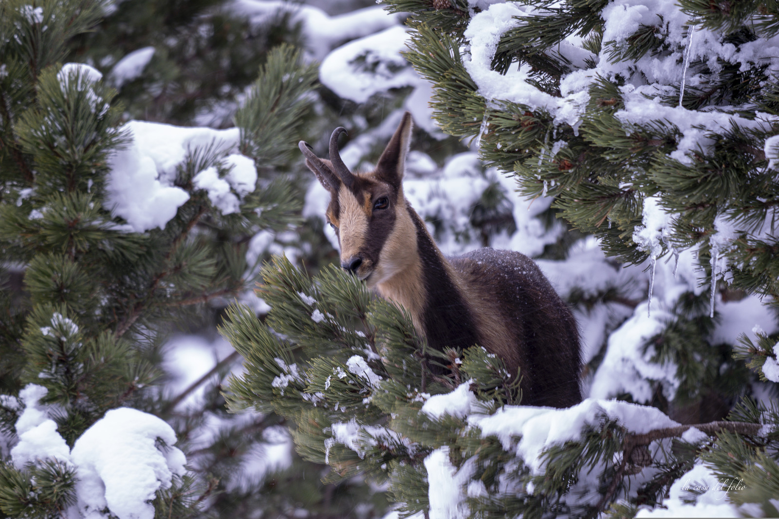 Isard des Pyrénées