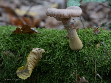 Champignon; Mushroom