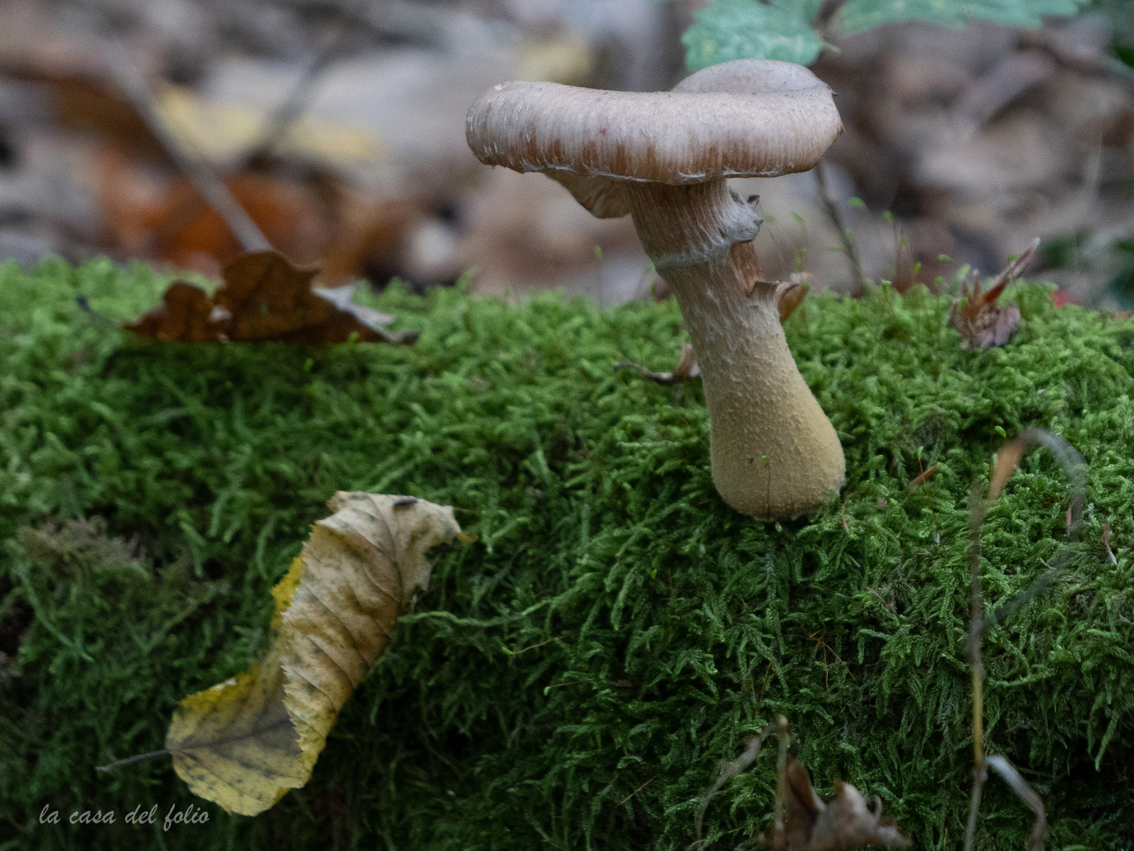 Champignon; Mushroom