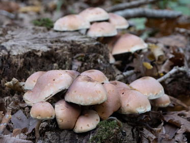 Champignon; Mushroom
