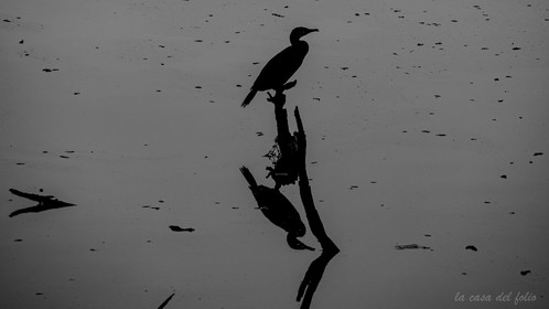 Cormoran dans le Gesvres