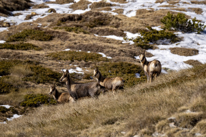 Isard des Pyrénées