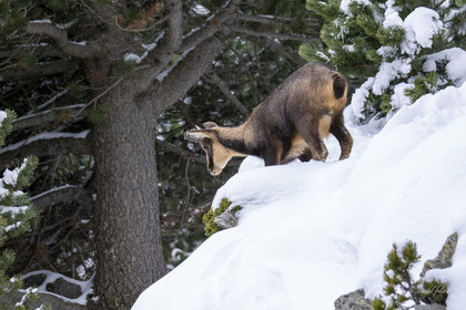 Isard des Pyrénées