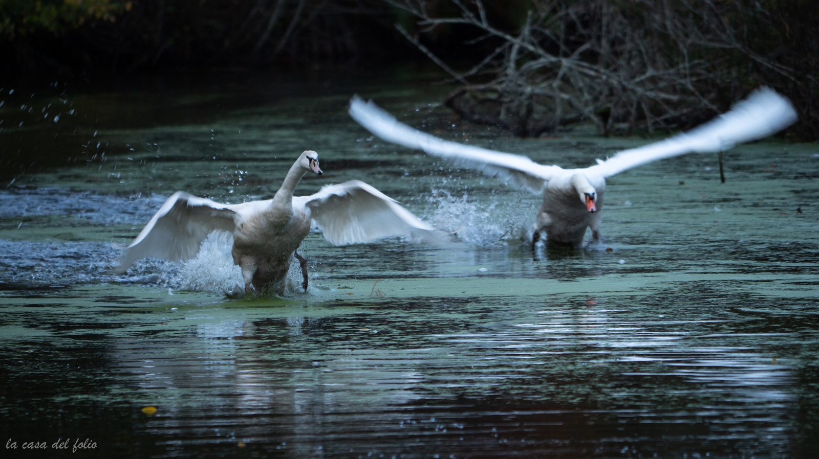 Cygne sauvage
