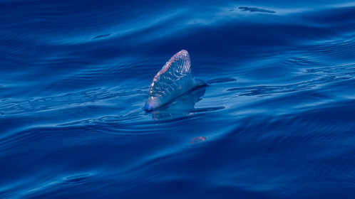 La Galère portugaise, Physalie ou Vessie de mer