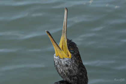 Ptit Cormoran