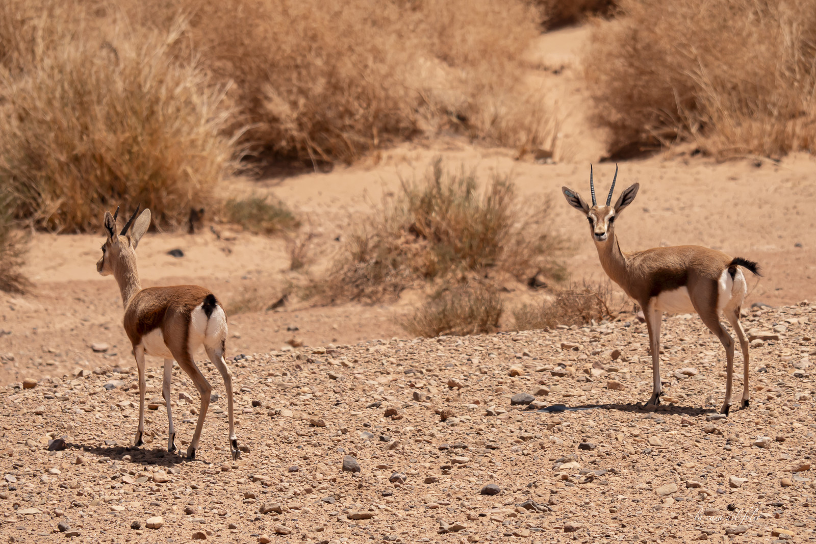 Maroc