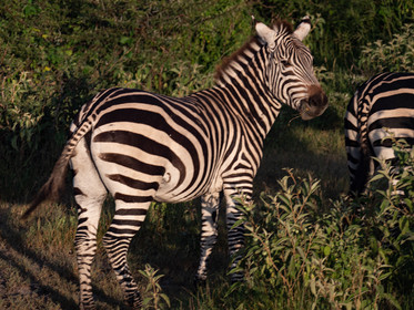 Zèbre de Tanzanie