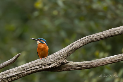 Kingfisher