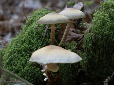 Champignon; Mushroom
