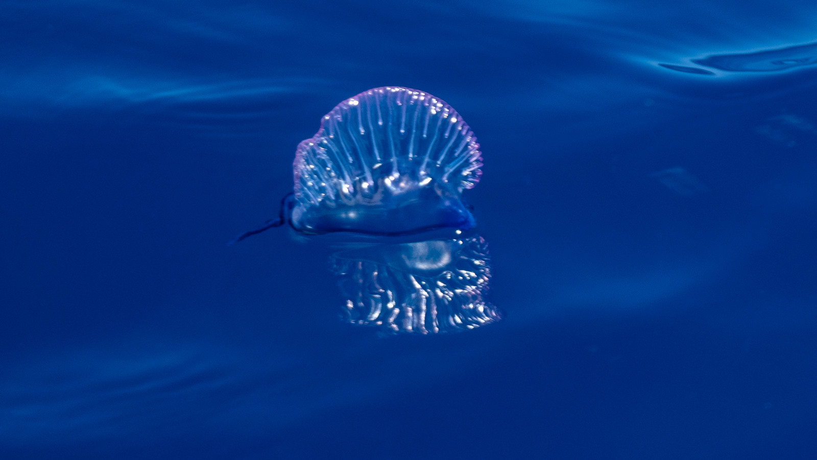 La Galère portugaise, Physalie ou Vessie de mer