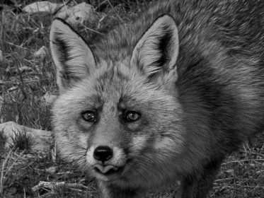 Le Renard de Montfalco