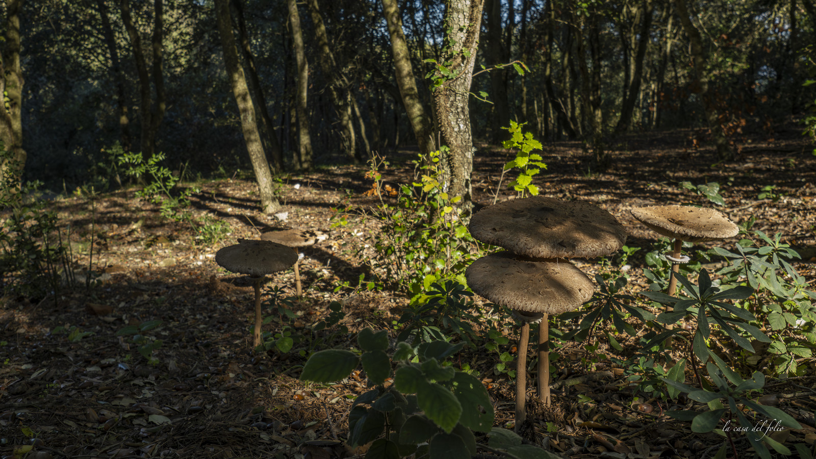 mushroom