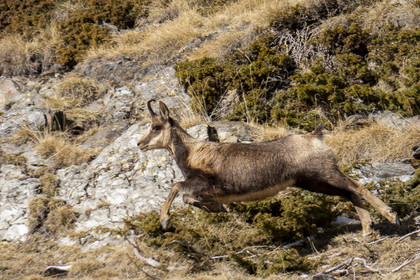 Isard des Pyrénées