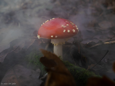 Champignon; Mushroom