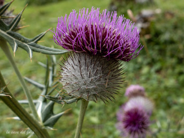 p1037495.jpg