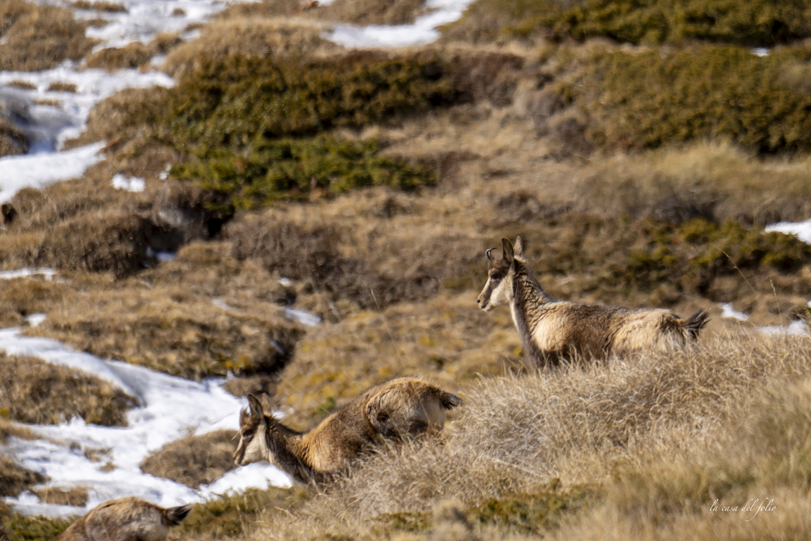 Isard des Pyrénées