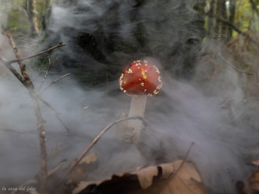 Champignon; Mushroom