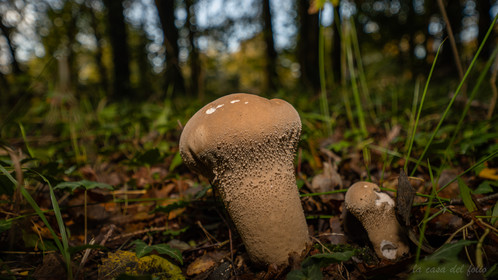 Champignon; Mushroom