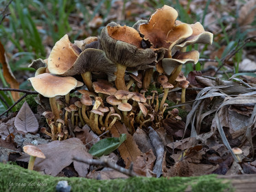 Champignon; Mushroom
