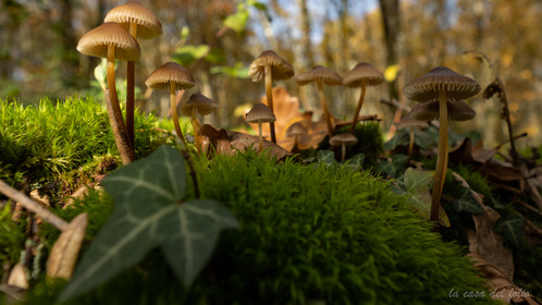 Champignon; Mushroom