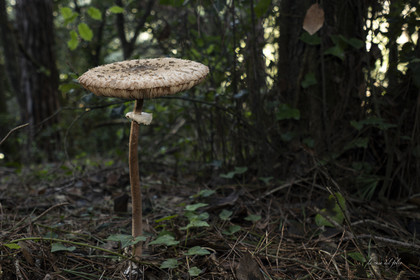 mushroom