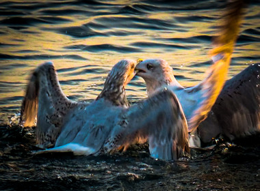 Mouettes , prise de bec