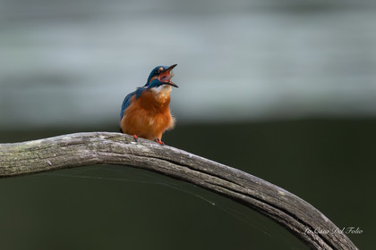 Kingfisher