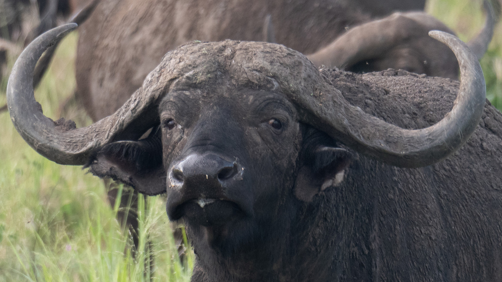 Buffle de Tanzanie