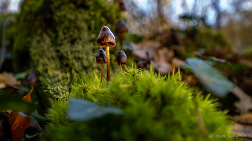 Champignon; Mushroom
