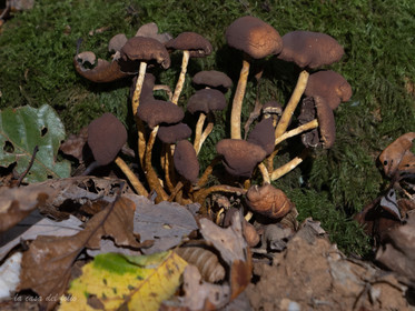 Champignon; Mushroom