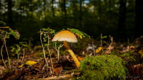 Champignon; Mushroom