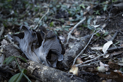mushroom