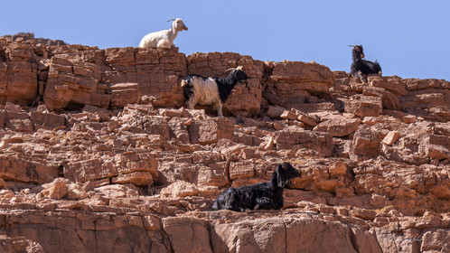 Maroc