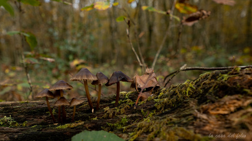 Champignon; Mushroom