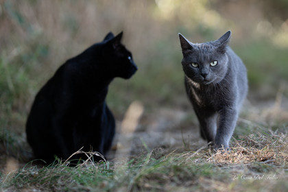 Les Chats