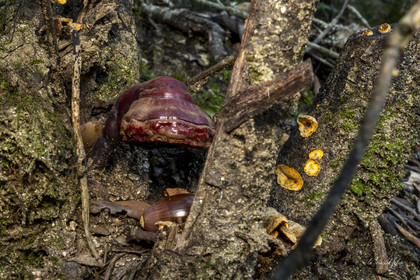 mushroom