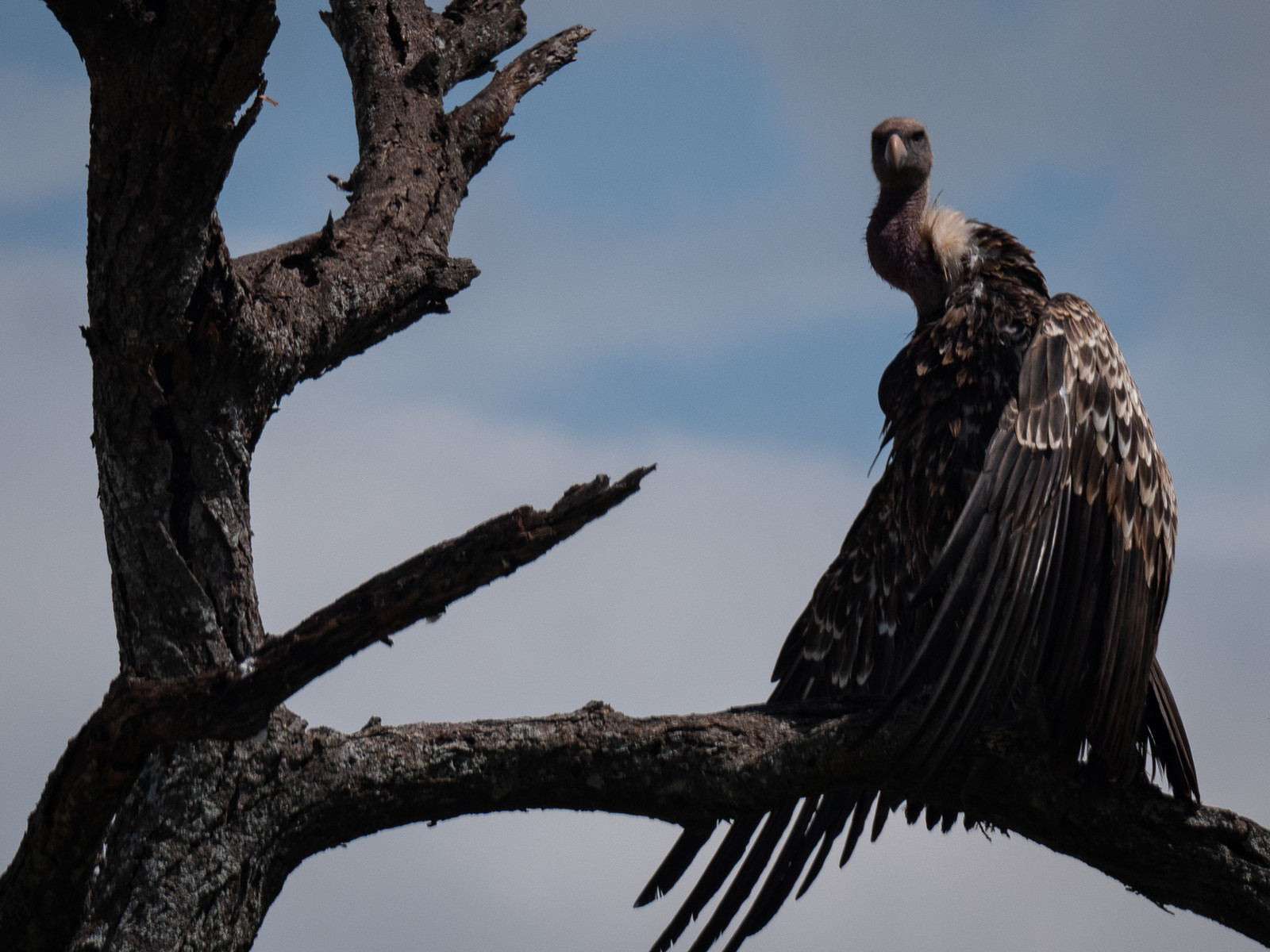 Vautour de Tanzanie