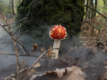 Champignon; Mushroom