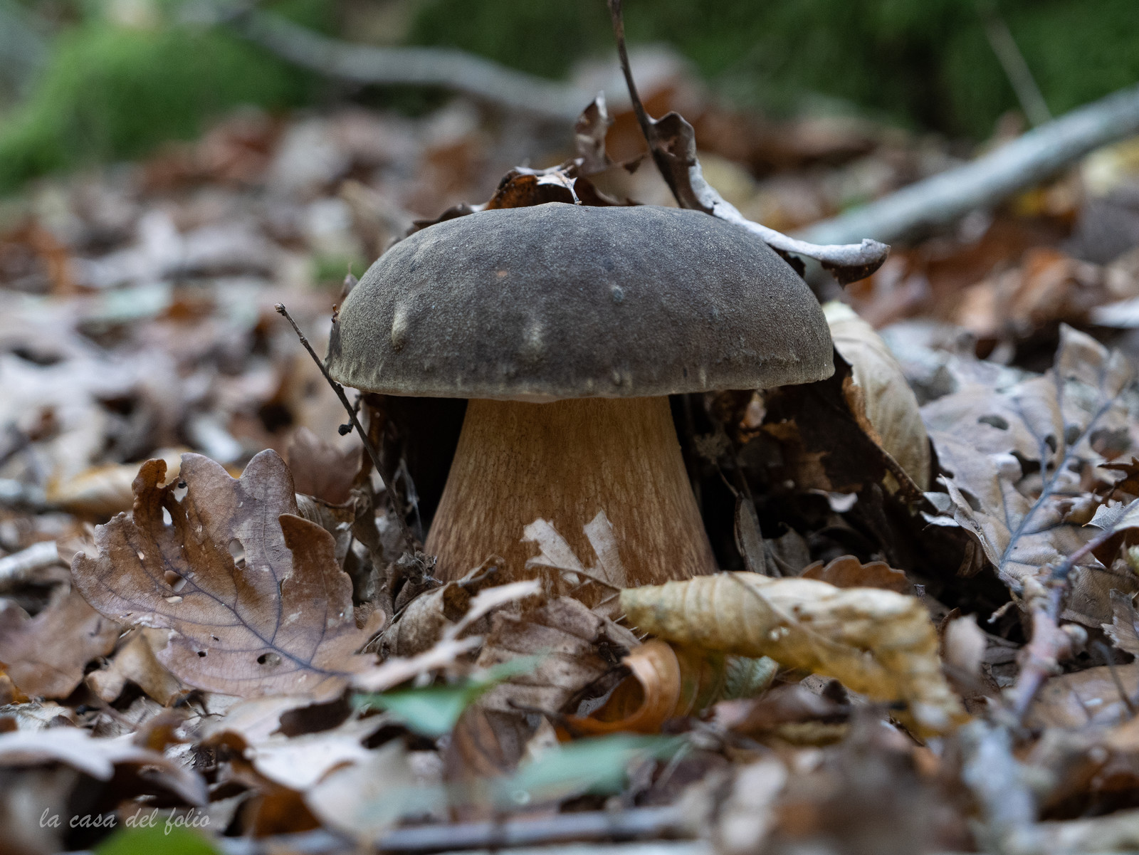 Champignon; Mushroom