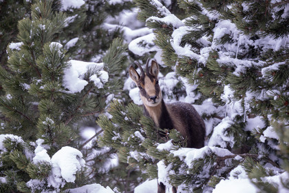 Isard des Pyrénées
