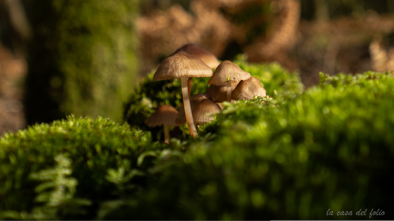 Champignon; Mushroom