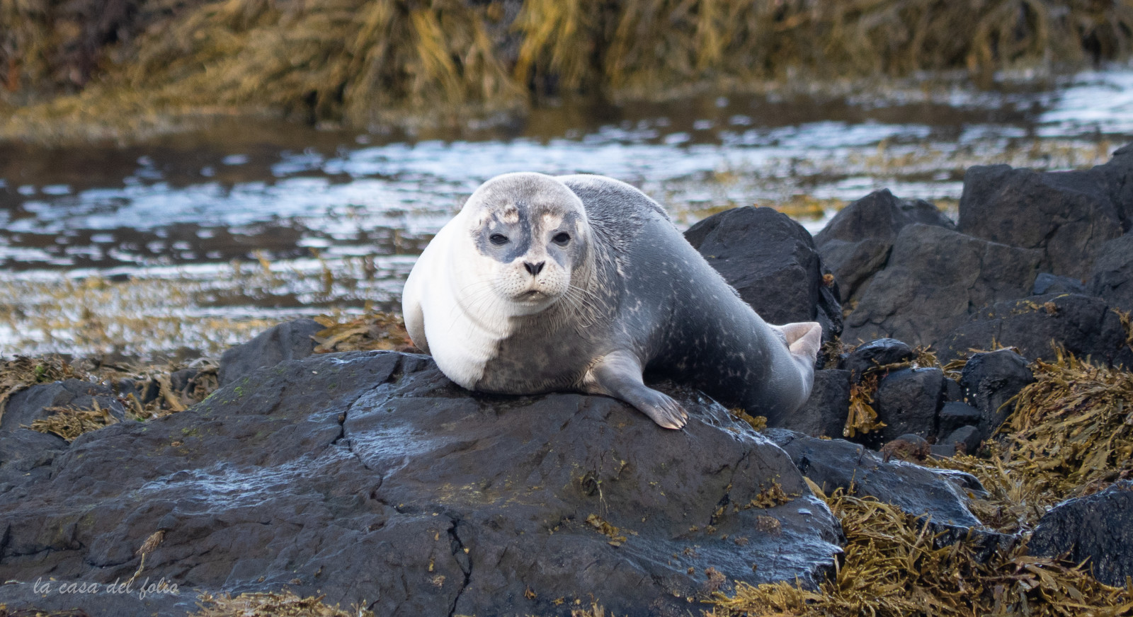 Phoques d'Islande