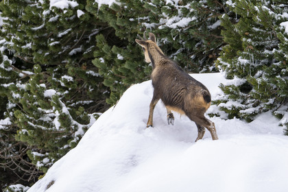Isard des Pyrénées