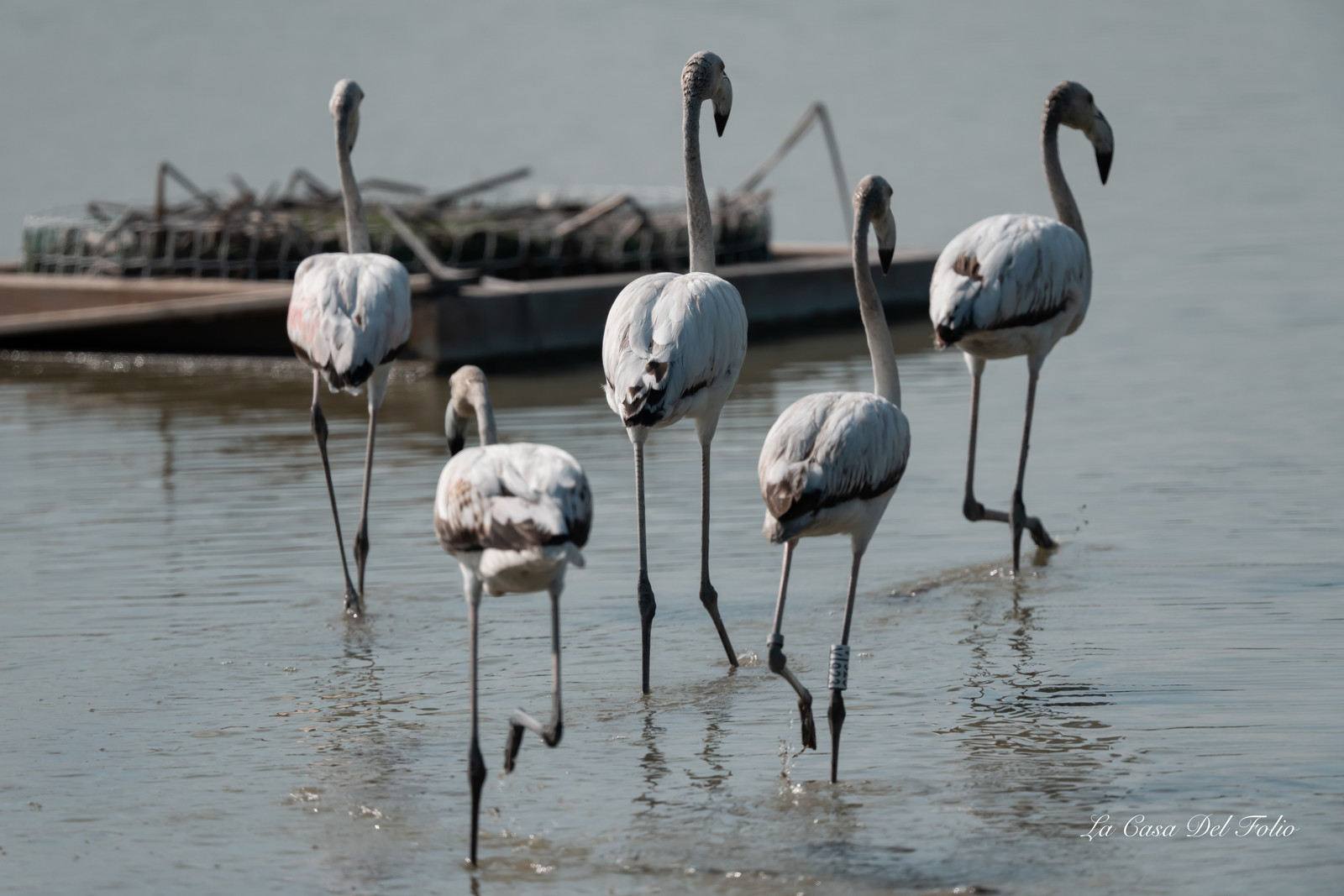 Flamant rose