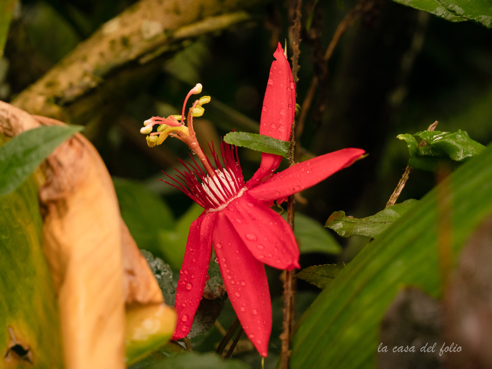 Orchidée