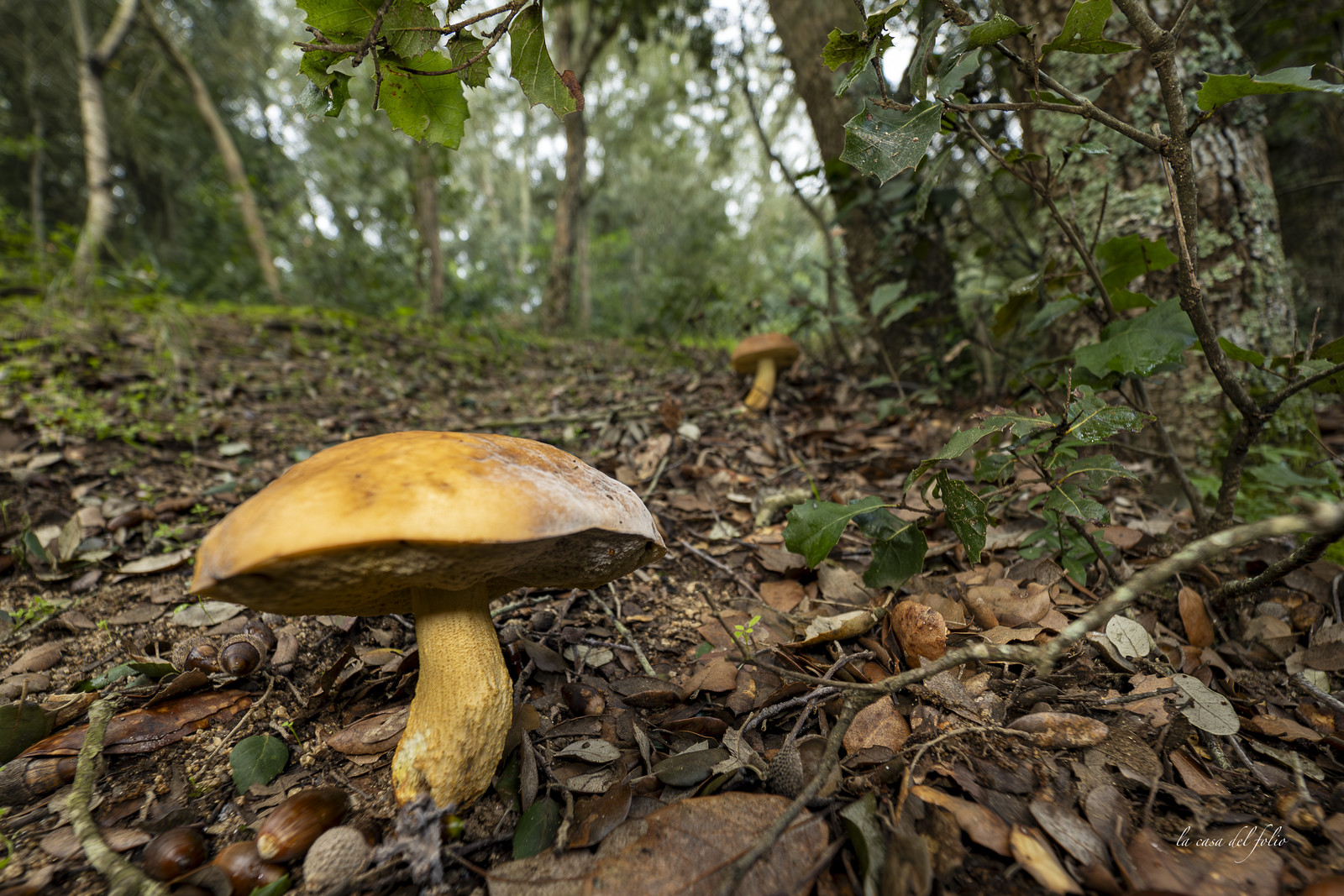 mushroom