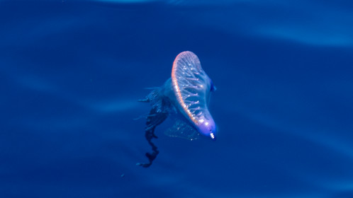 La Galère portugaise, Physalie ou Vessie de mer